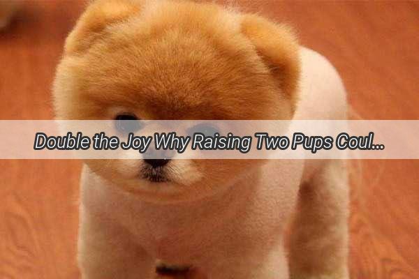 Double the Joy Why Raising Two Pups Could Be the Best Decision for Your Family